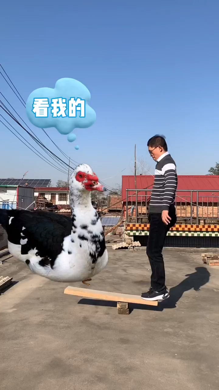 鸭子真坏 搞笑视频 看一遍笑一遍