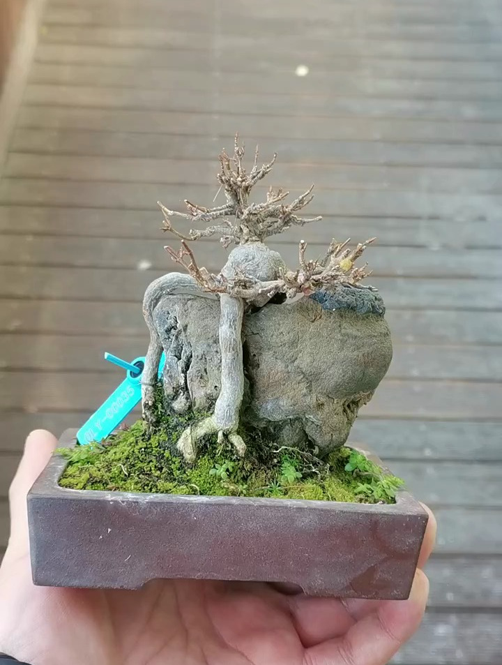 抱石唐枫盆景制作技巧分享,盆景艺术-度小视