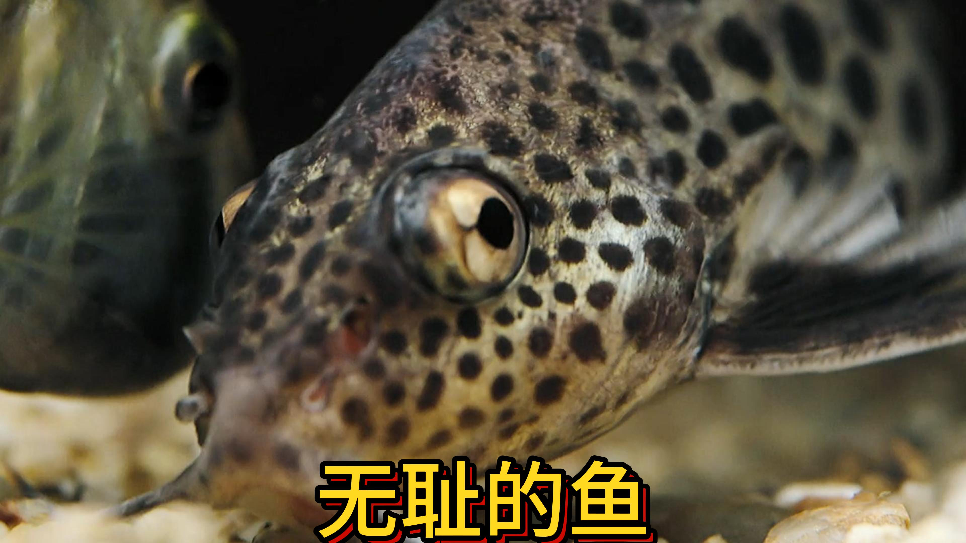 杜鹃鲶鱼这个名字不是白叫的