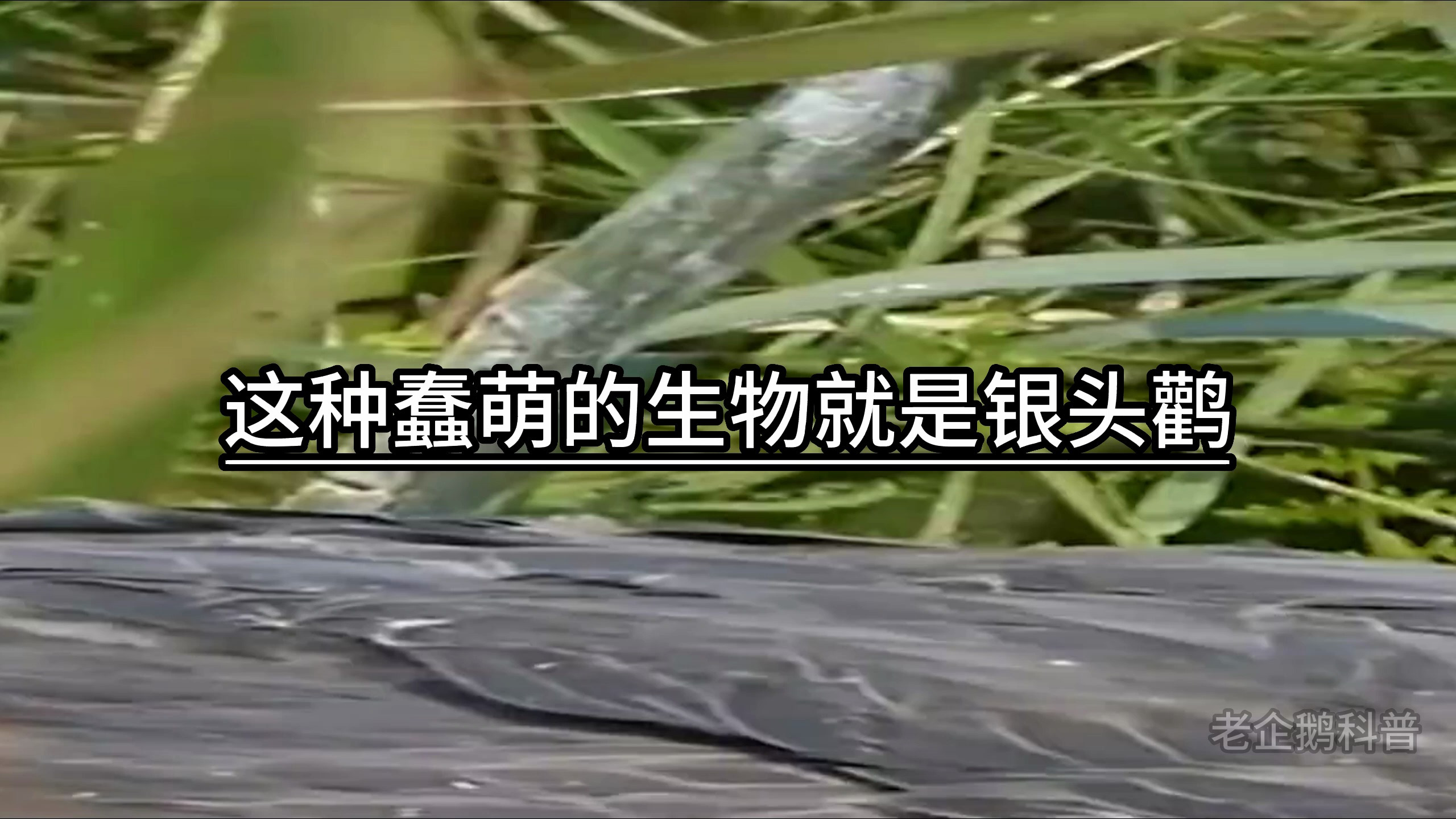 鳄鱼的天敌,长的却像傻呆中的哈士奇