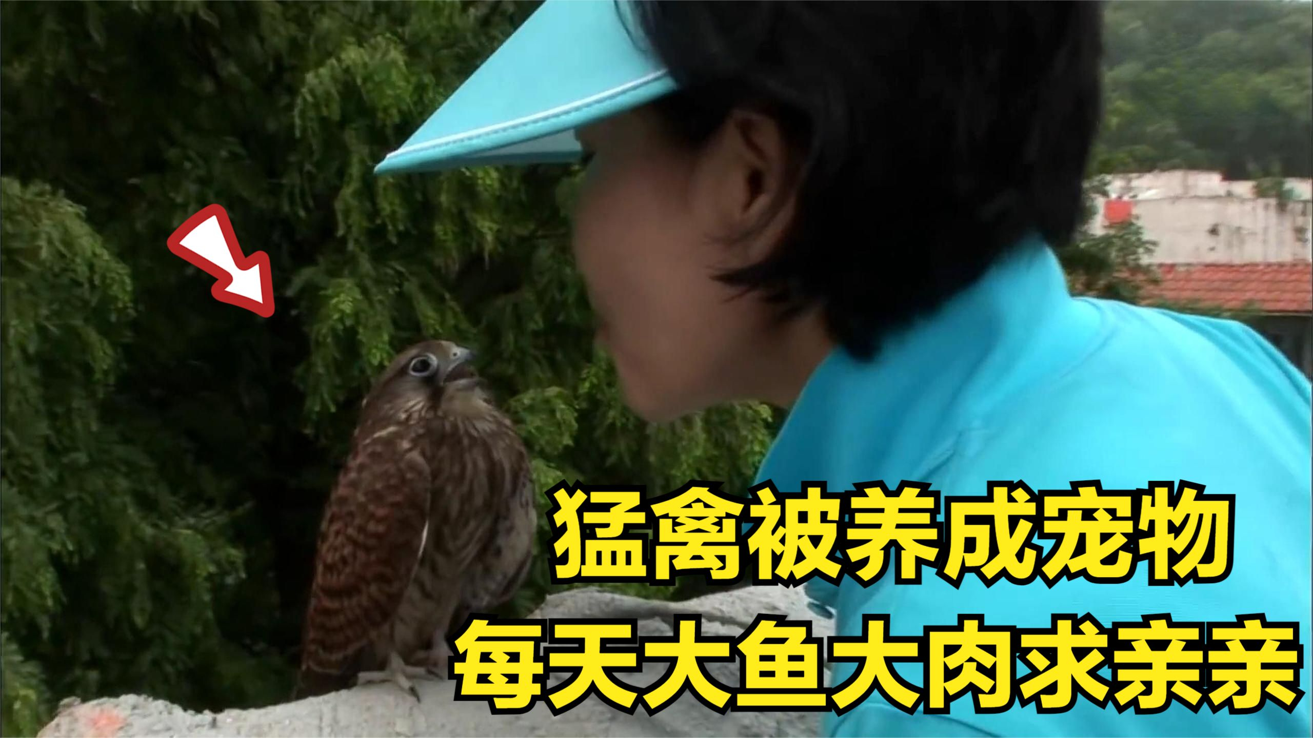 猛禽获救后,被大姐当宠物养,每天大鱼大肉的招待着