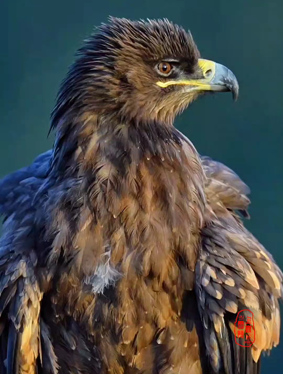 高清草原雕抖毛 原创 总有些生命为治愈你而来-度小视