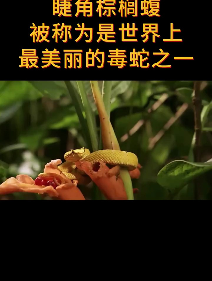 睫角棕榈蝮,是一种美貌与毒素并存的一种剧毒毒蛇-度小视