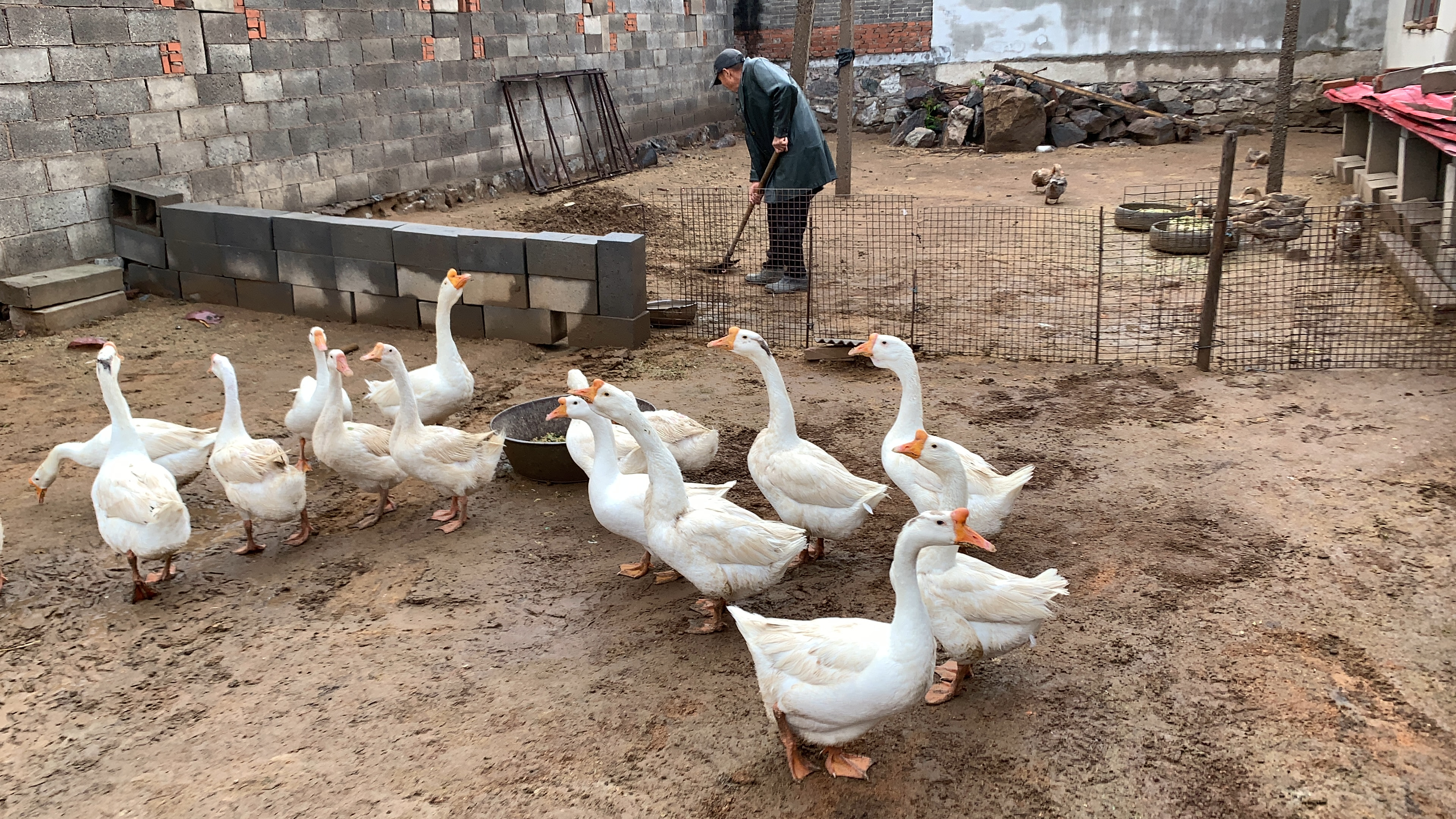 雨后的农家院，鸭子，鹅悠闲的散步，吃着新鲜的蔬菜，好惬意