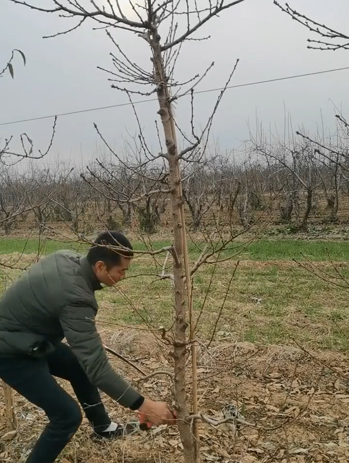 桃树修剪 主杆型桃树完整修剪,一分钟一棵树,管理简单方便