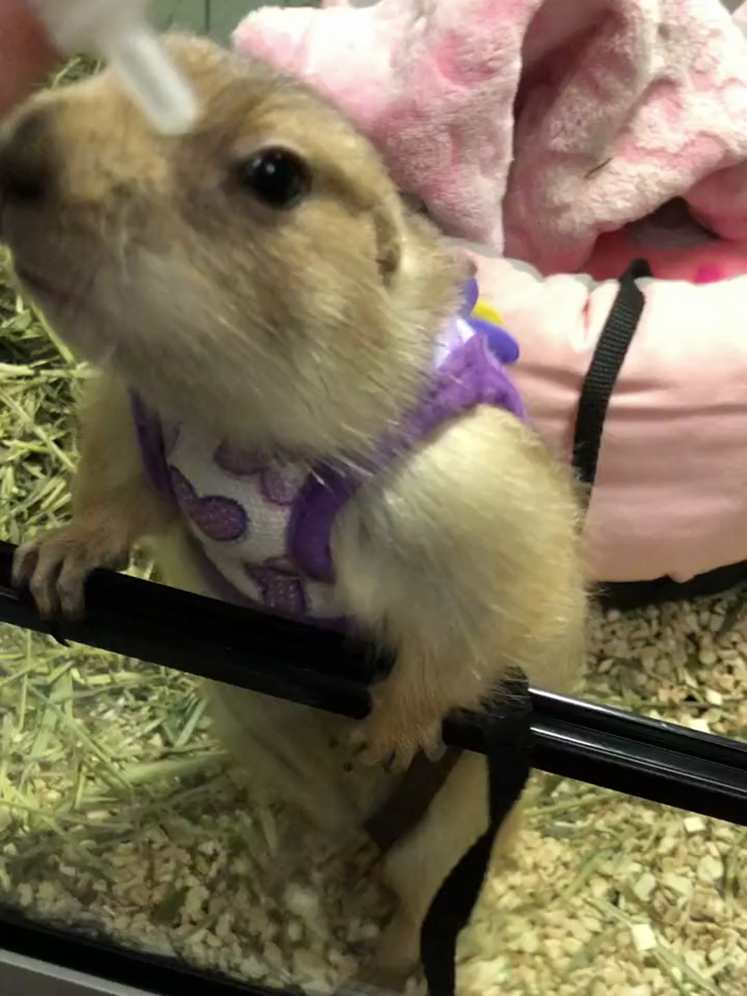 希望哈尼可以健健康康的