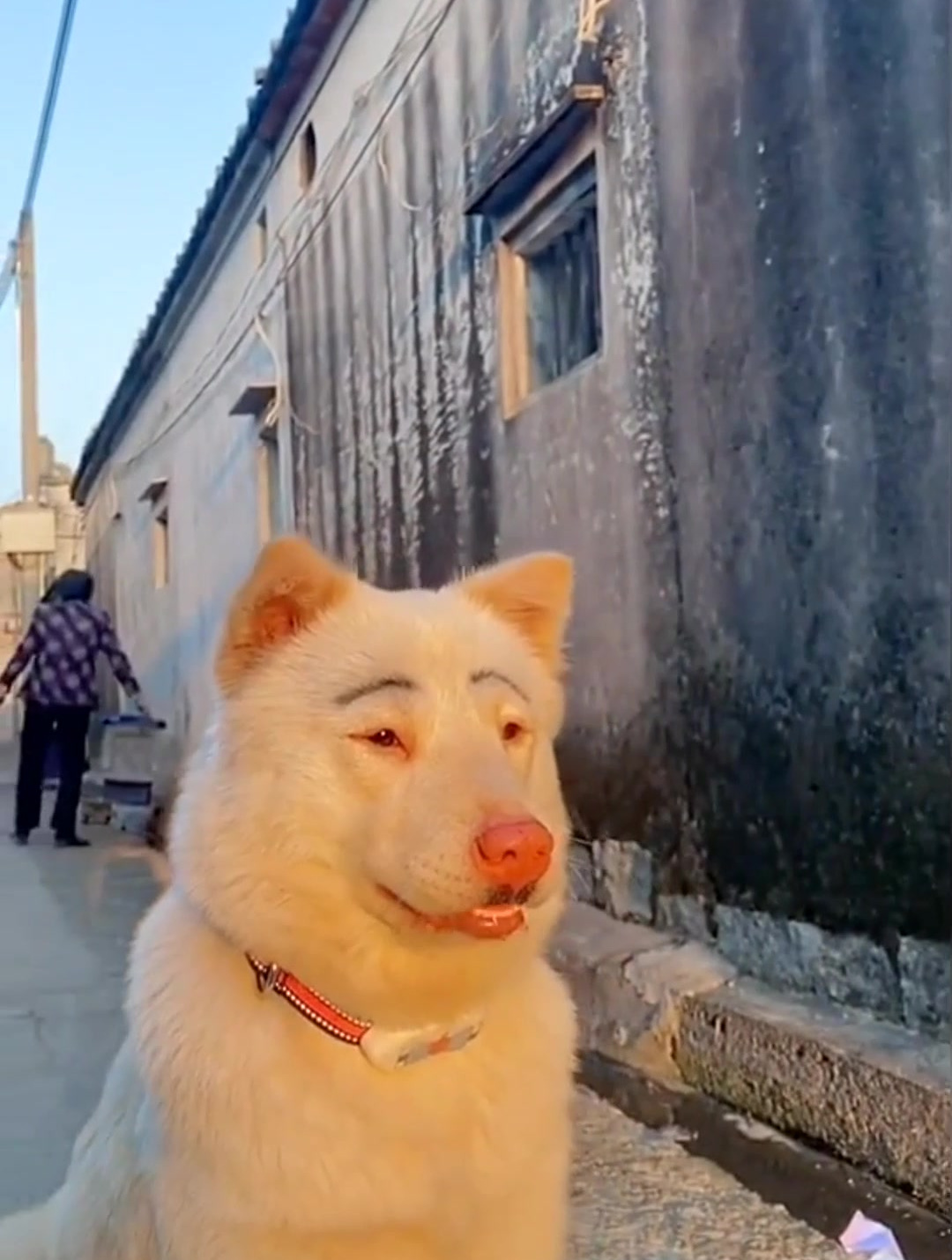 可爱的小狗狗,搞笑沙雕动物小视