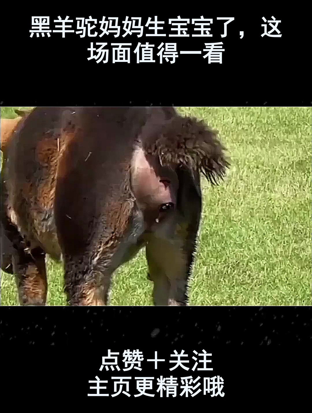 羊驼生宝宝图片