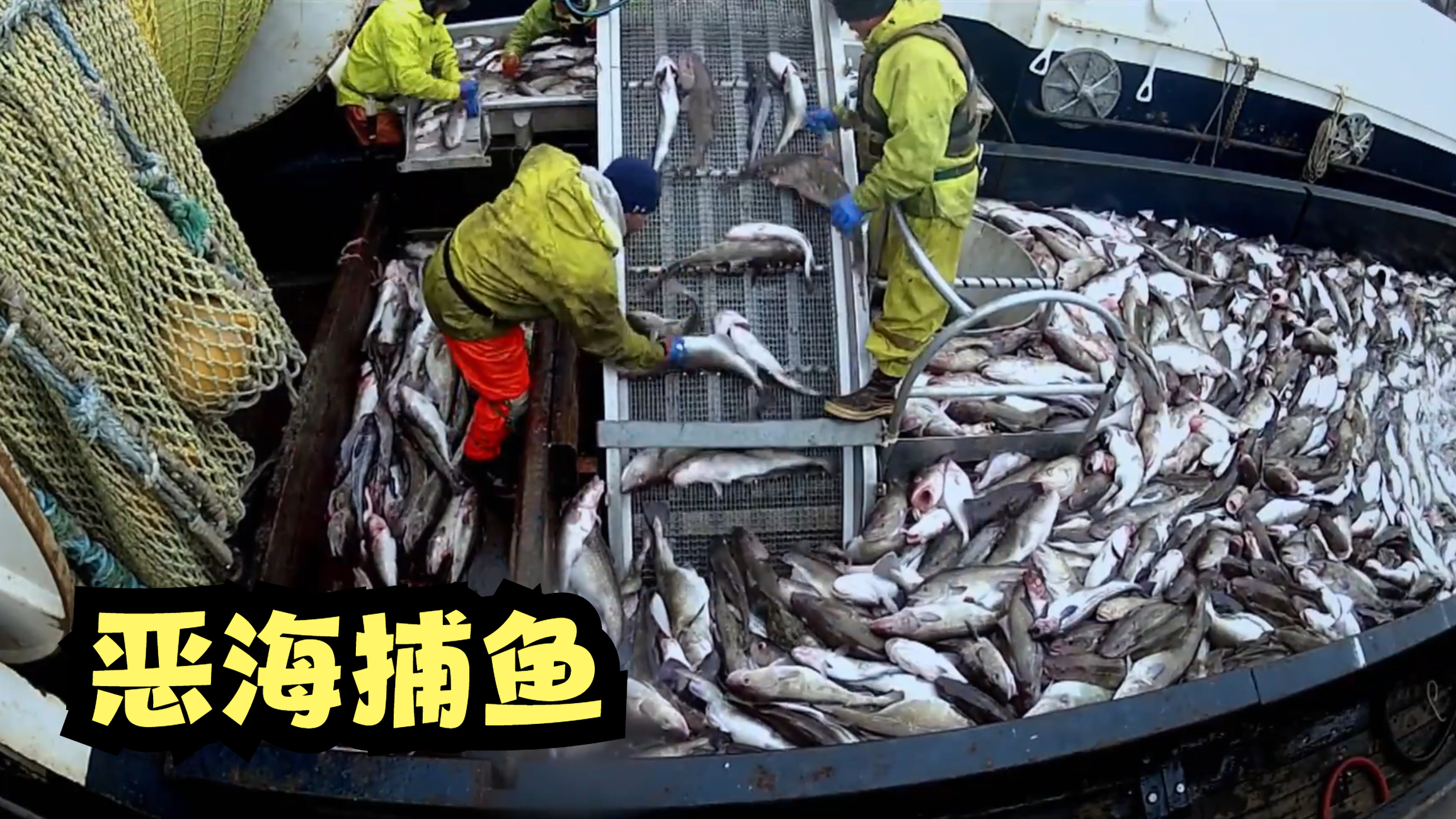 在零下三十七度的北极圈捕捞鳕鱼,赚钱的同时还有可能因此丧命