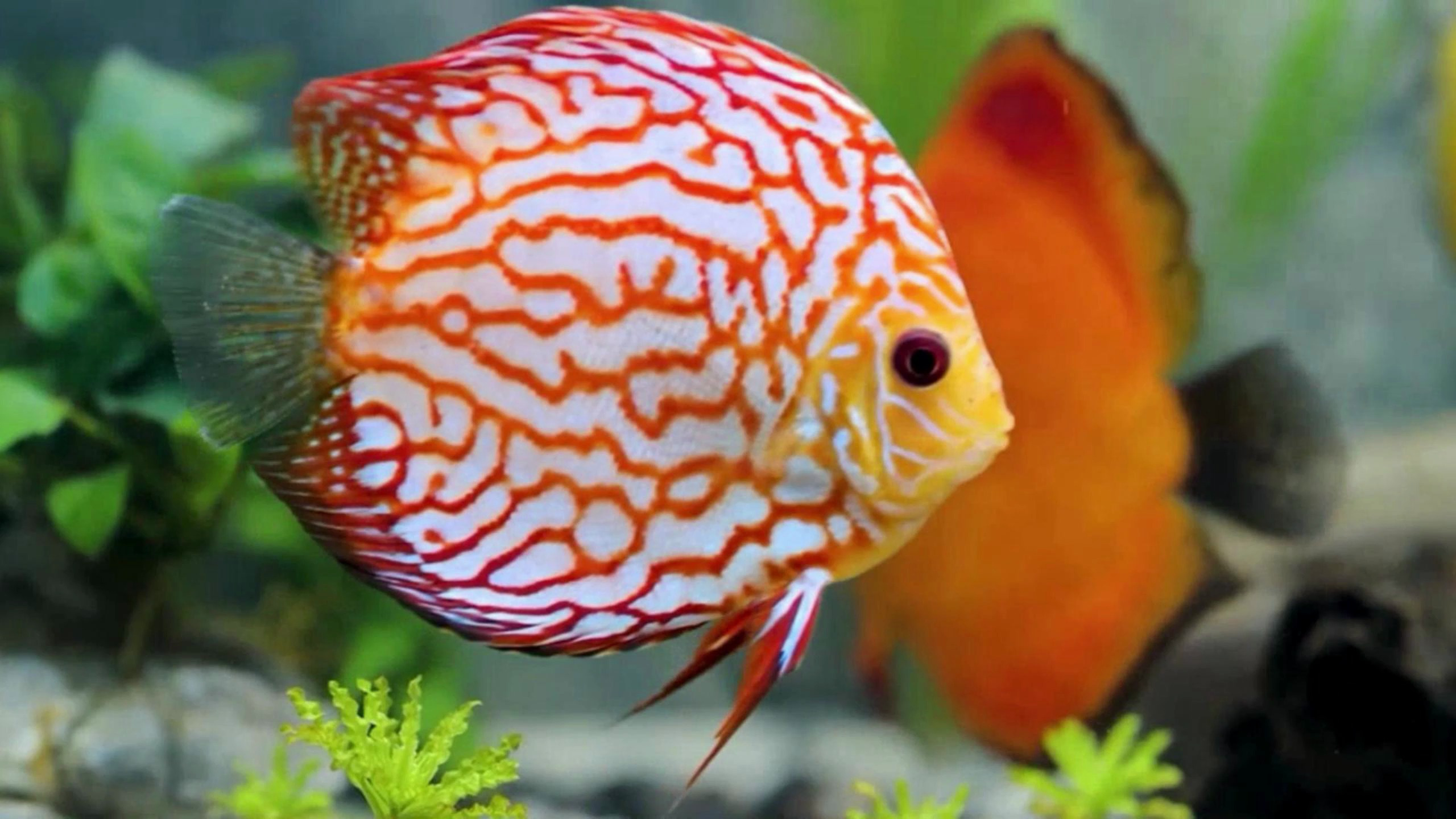 水族市场上最受欢迎的10种入门观赏鱼(八):七彩神仙鱼