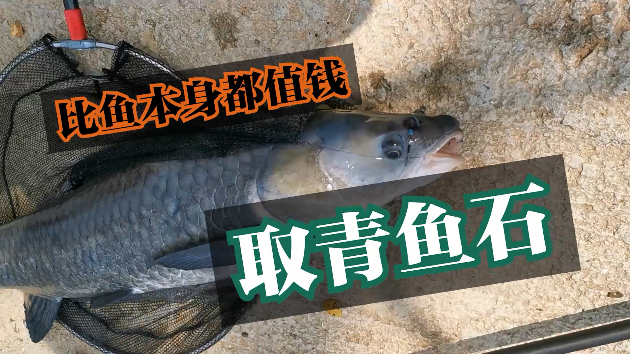 如何取青鱼石,一看就会