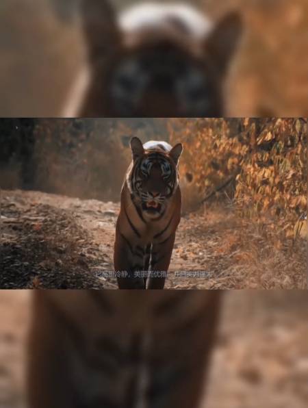 虎王"玛琪莉"单杀4米鳄鱼,走位风骚,实力强大-度小视