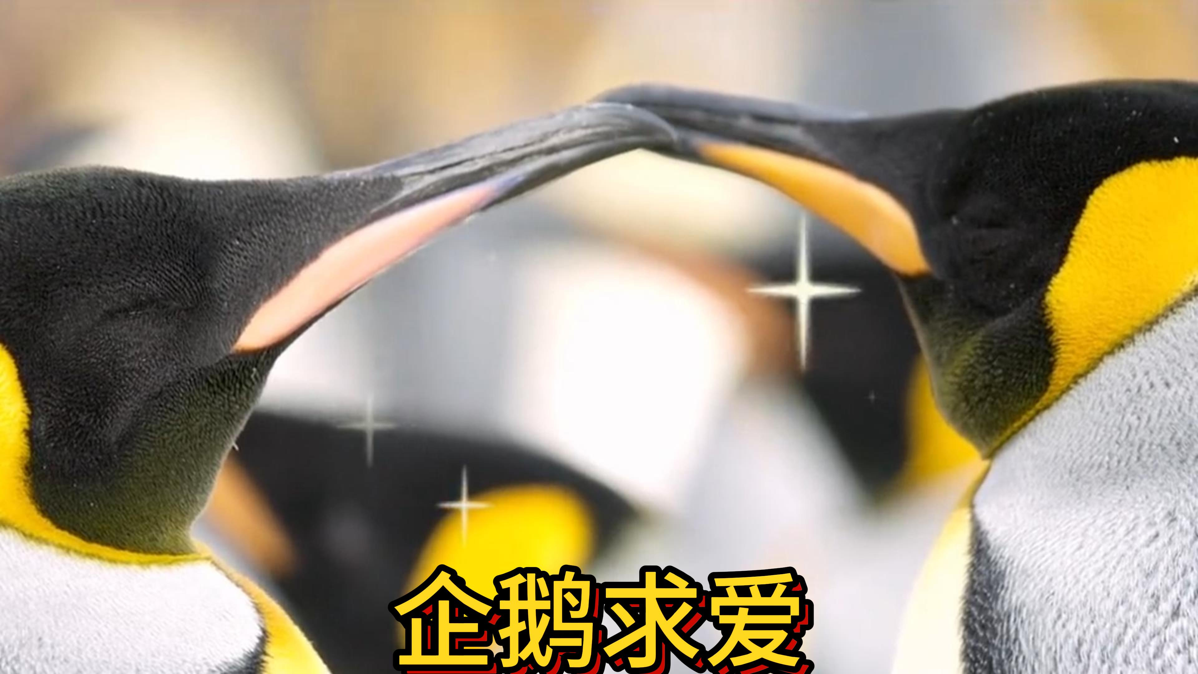 国王企鹅的相亲全过程,一点都不含糊