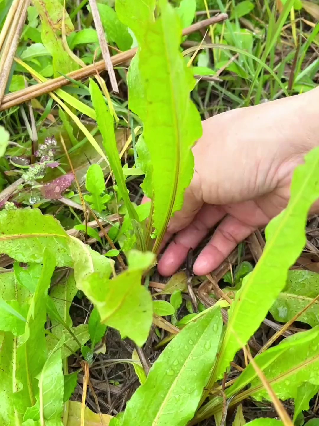 酸模根的药用价值图片