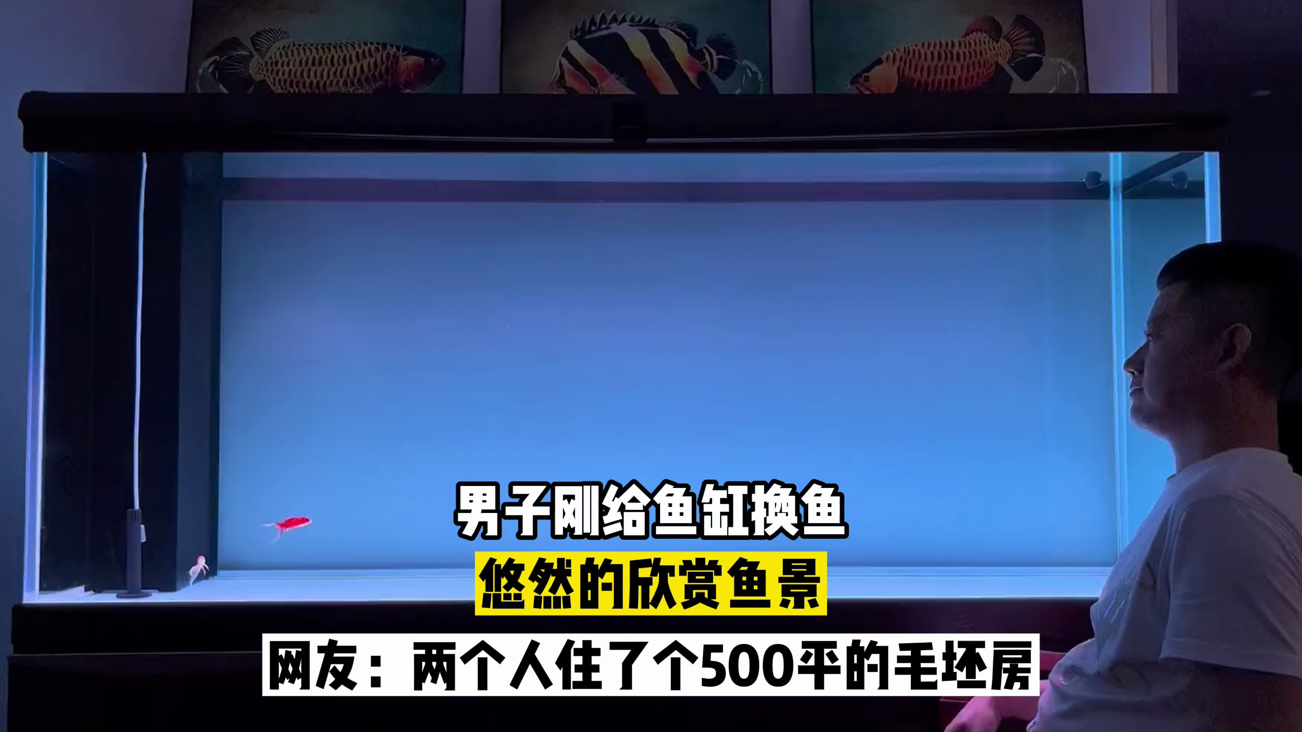 男子刚给鱼缸换鱼,悠然的欣赏鱼景,网友:两条鱼住500平毛坯