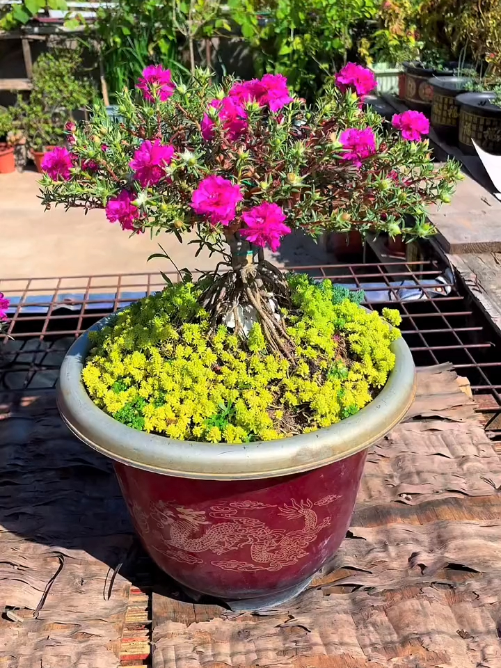 太阳花养老桩提根方法