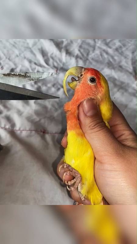 没想到鹦鹉还需要修理嘴巴真怕手一抖就完犊子了