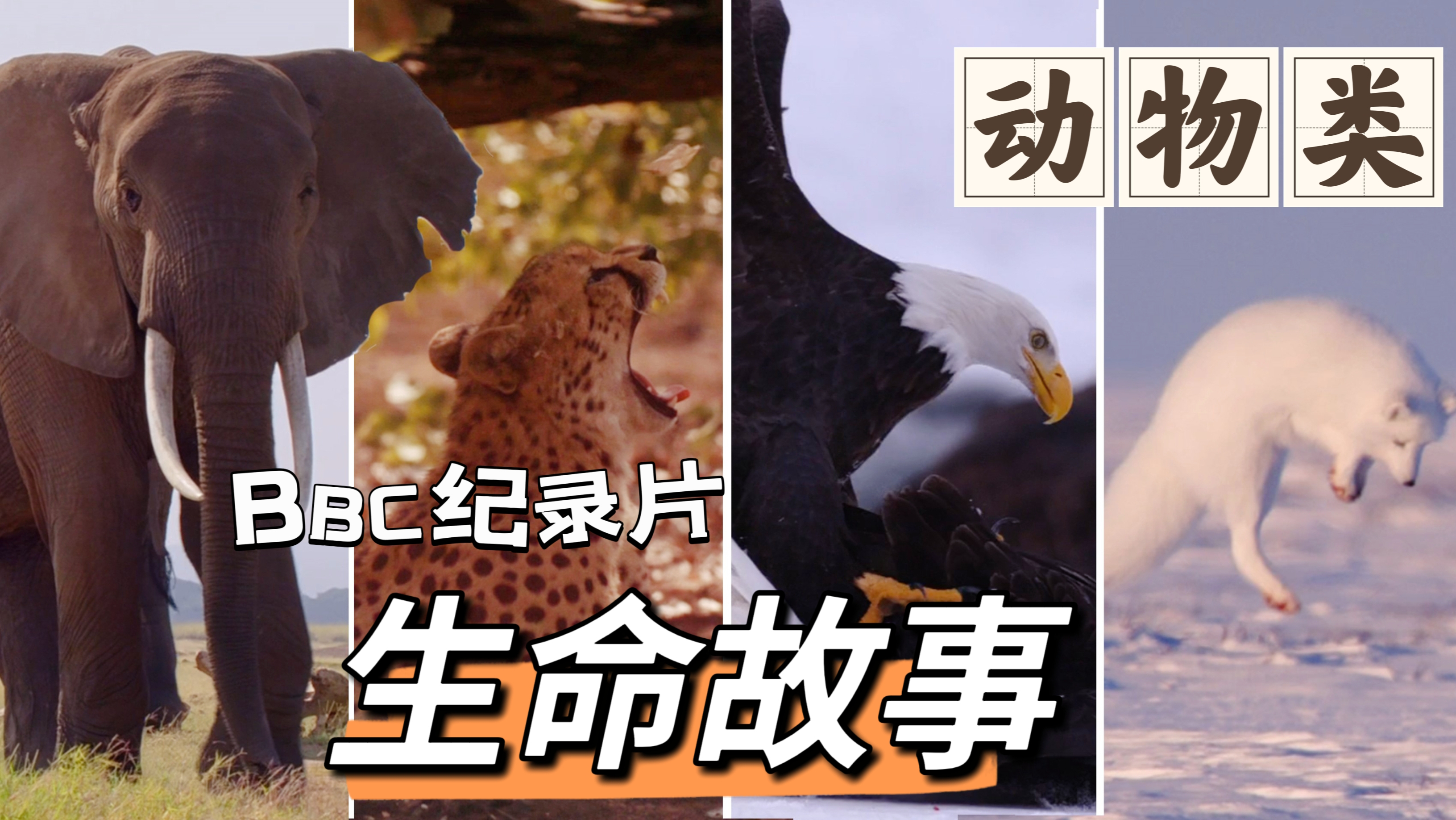 BBC纪录片「生命故事」豆瓣9.7分 探索动物危险而奇妙的一生