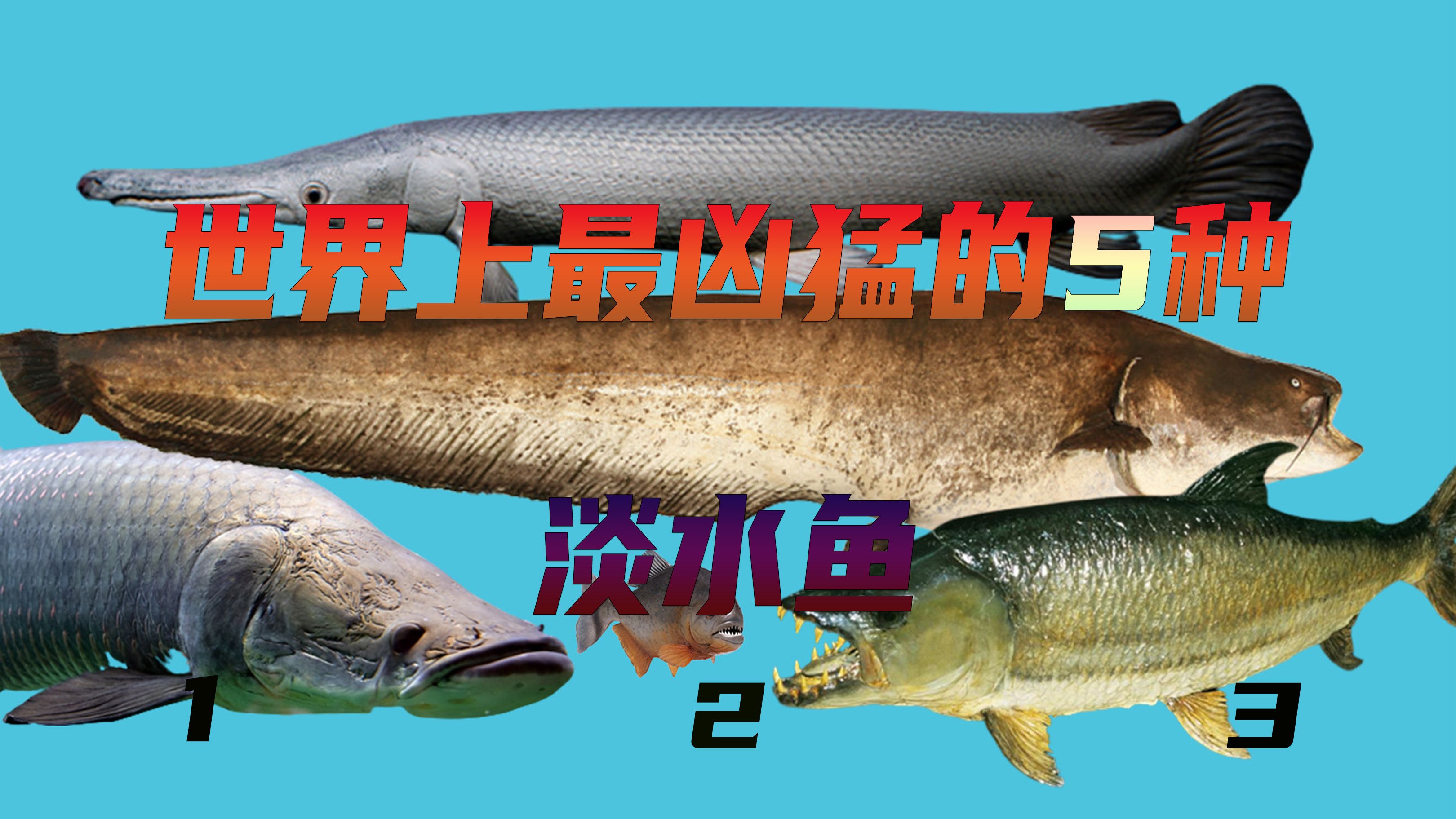 盘点世界上凶猛的5种淡水鱼