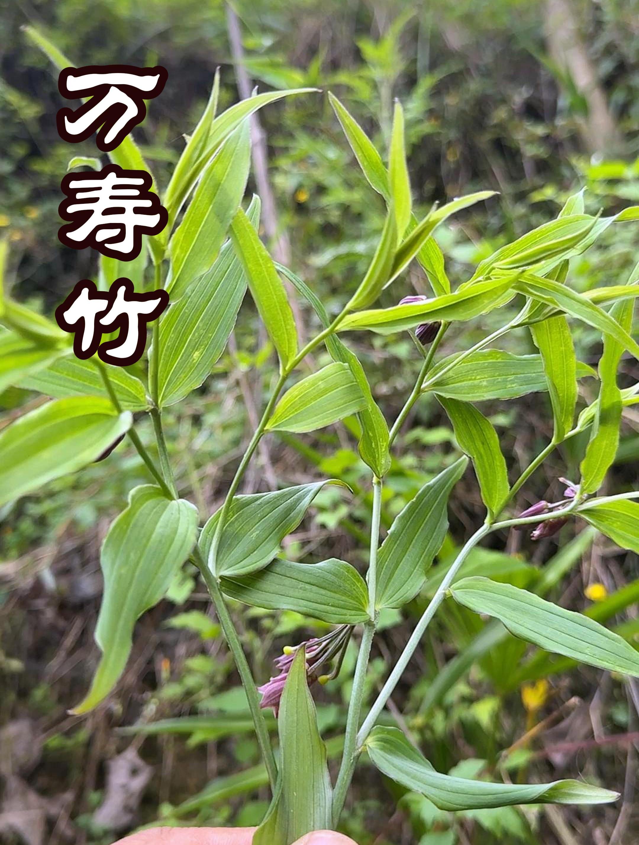 花开富贵竹报平安说的就说这个植物万寿竹-度小视