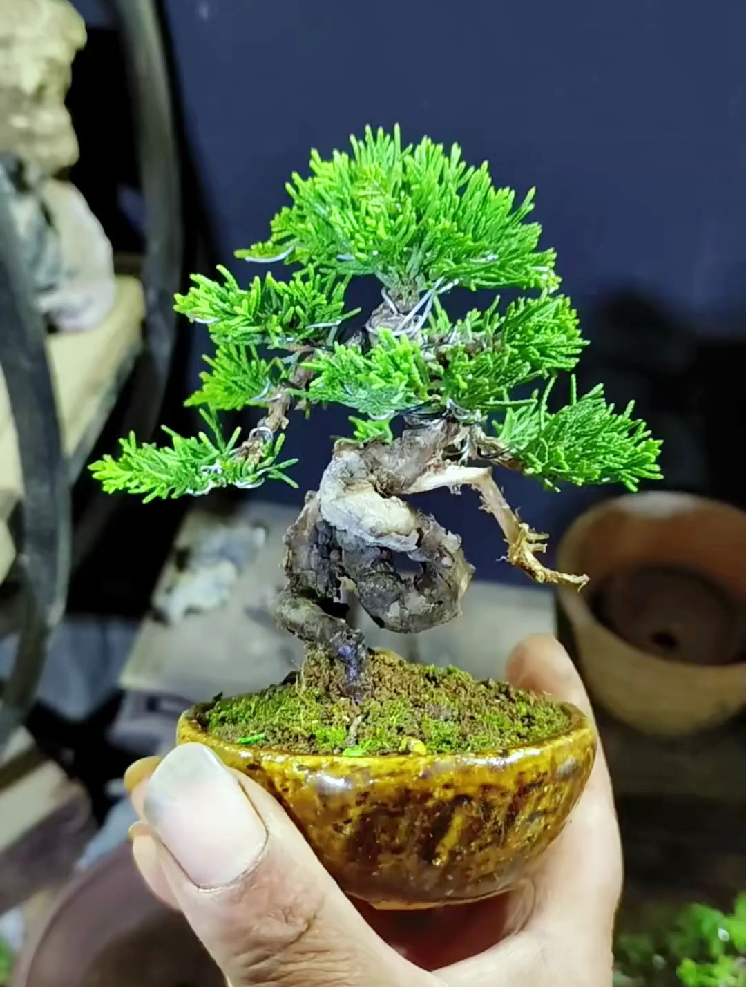 系鱼川真柏小微盆景如何制作?如何上盆?这些你都知道吗-度小视