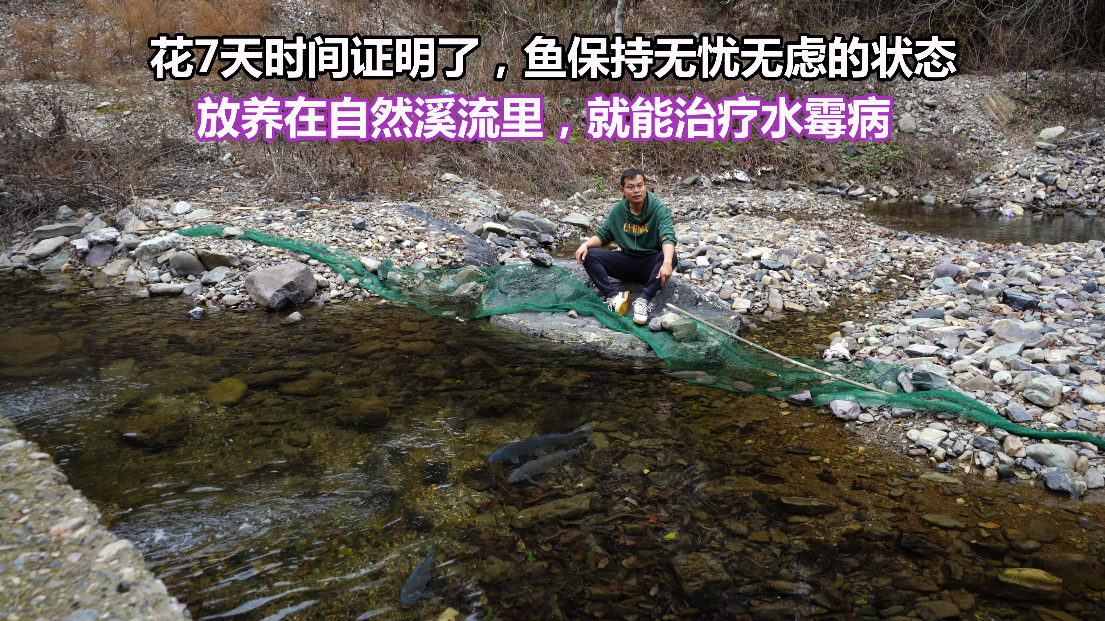 7天时间证明了我的猜想,鱼放养在溪流,无忧虑的状态能治水霉病