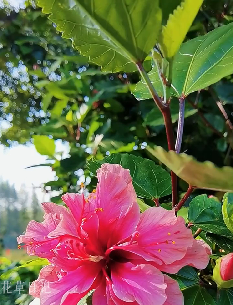 重瓣朱槿,也叫状元红,扶桑,四季常绿的灌木,能长到三米高,全年都能