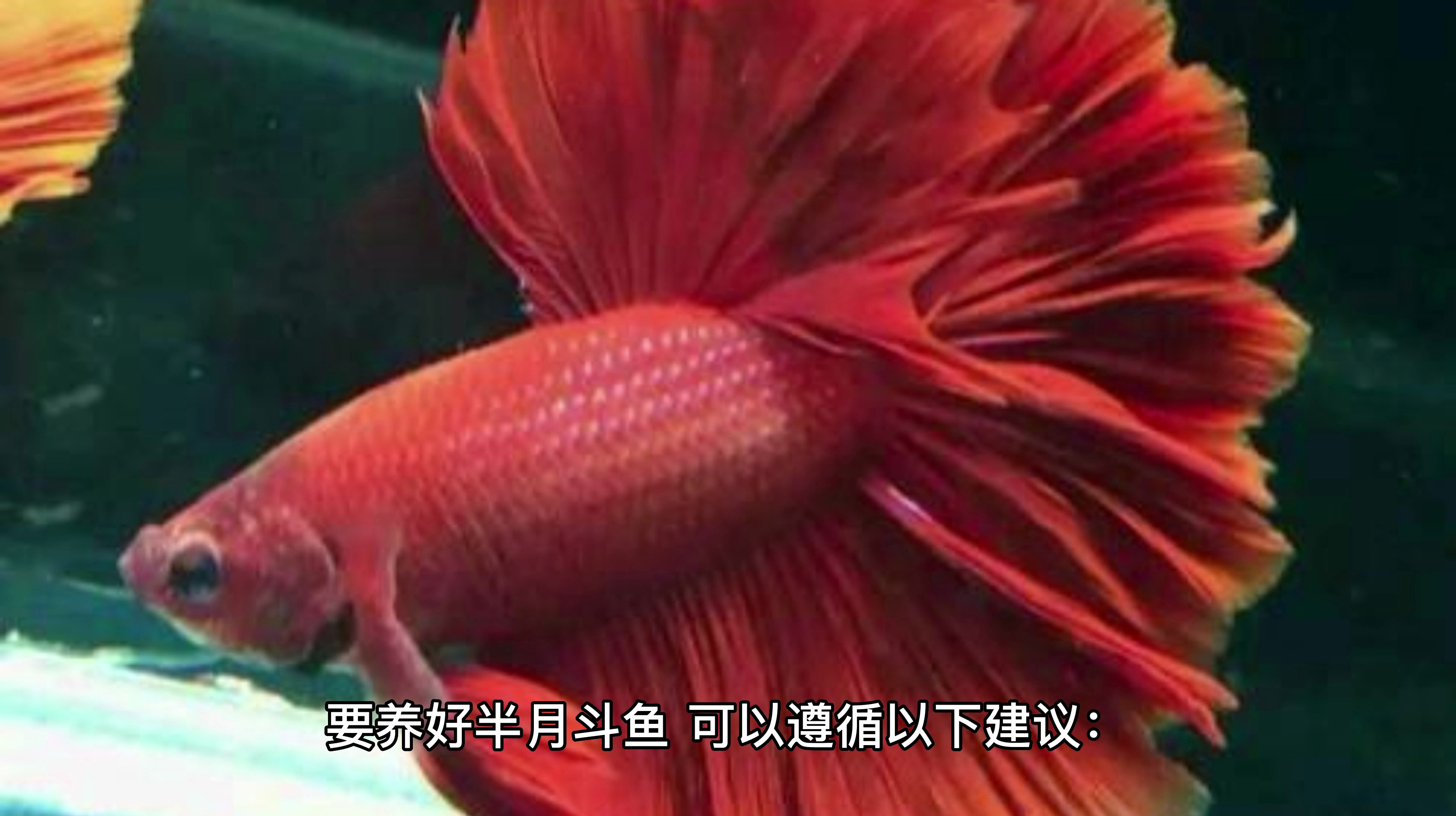 半月斗鱼怎么养可以遵循以下建议