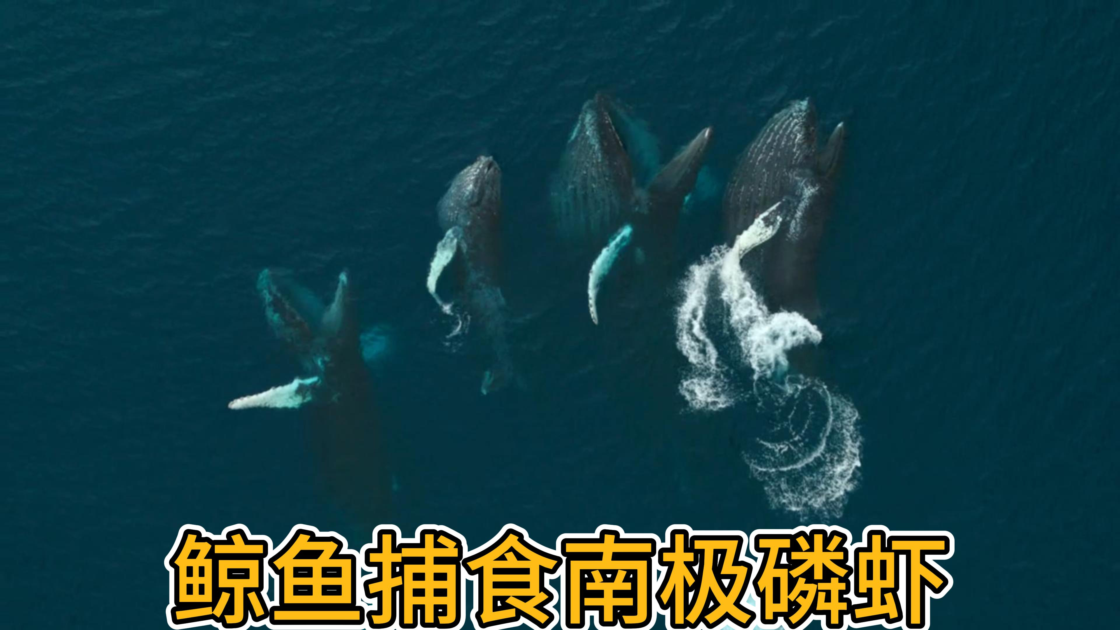 鲸鱼捕食南极磷虾