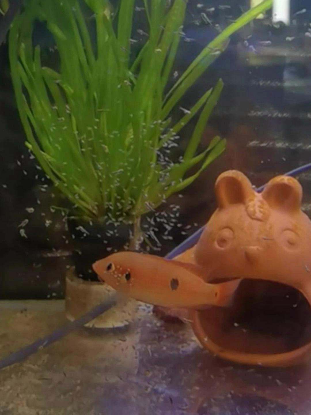 红宝石鱼繁殖是很容易的,一对鱼配对后很快就可以繁殖