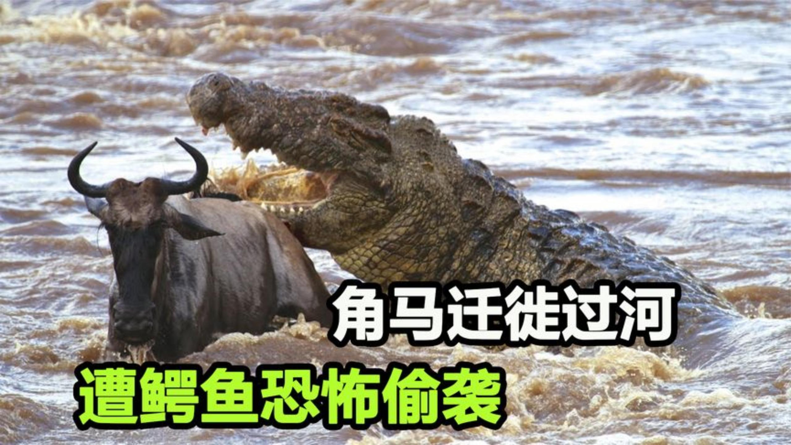鳄鱼偷袭迁徙角马,拽住后腿掉头就咬,吃食相当残暴