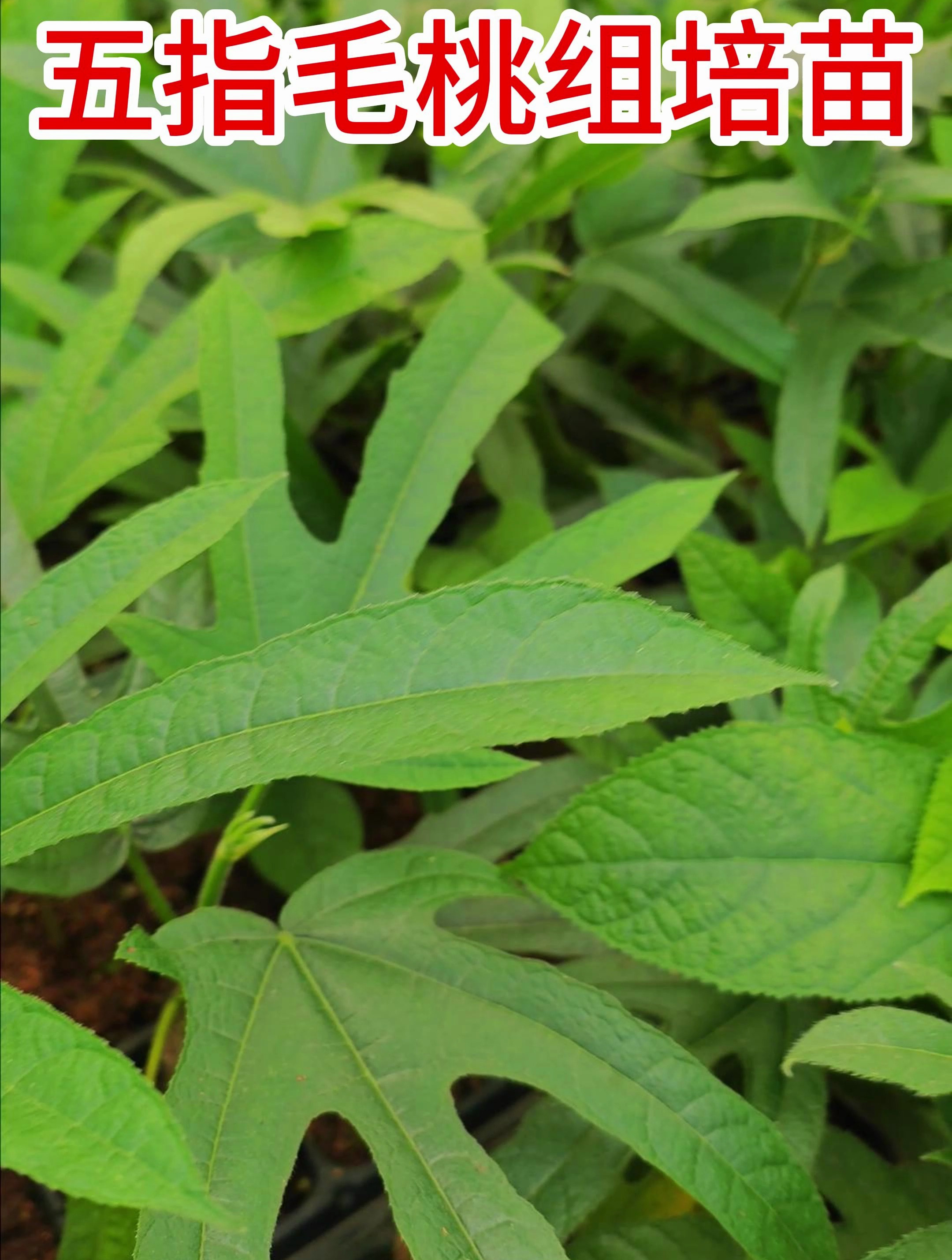 快速繁育五指毛桃种苗,计划培育50万株种苗