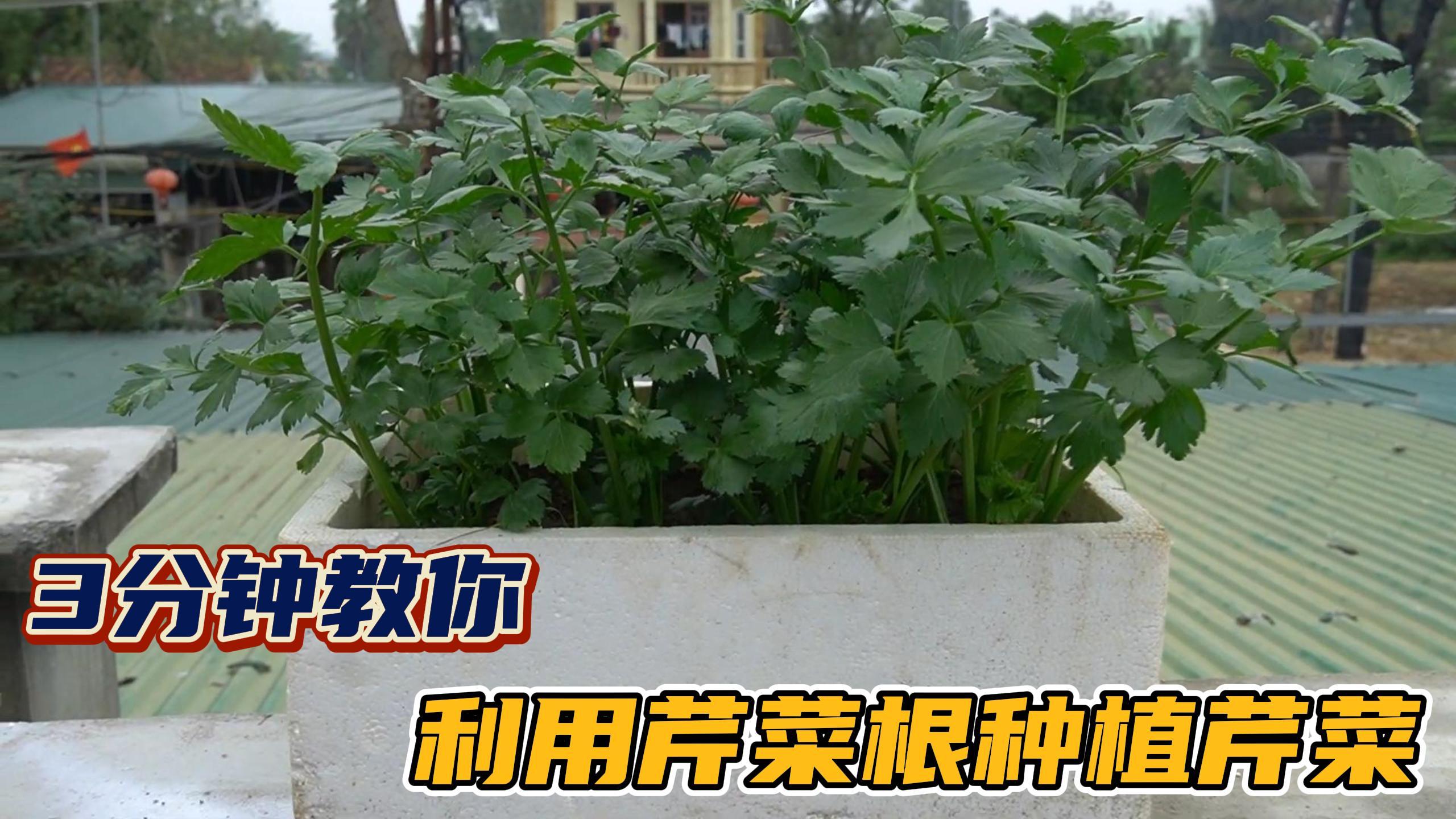 芹菜根不要扔,3分钟教会你,用芹菜根种植出芹菜而且越吃越多!