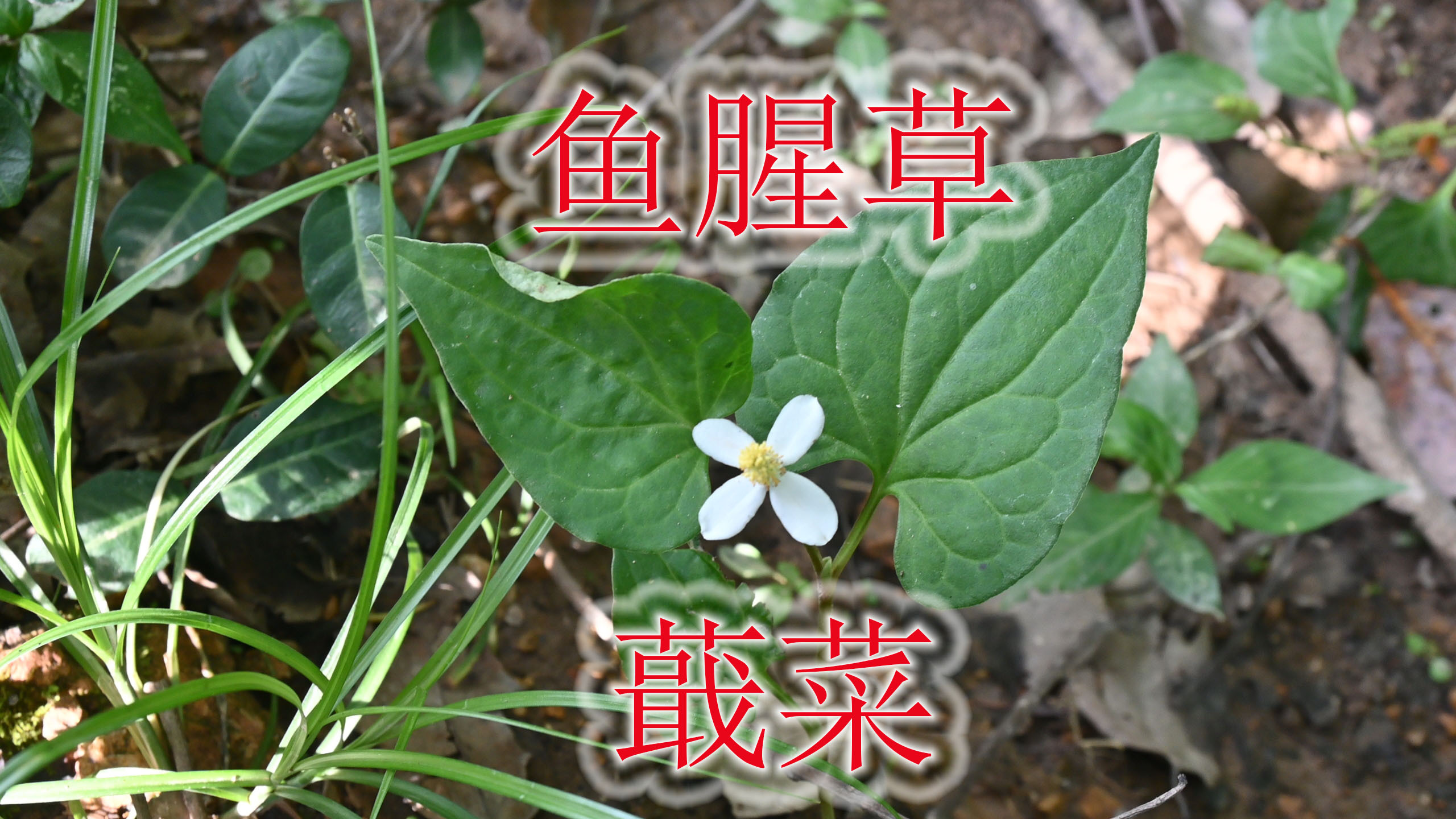 蕺菜特殊气味得名“鱼腥草”,俗称“清肺草”,农村人常当凉茶