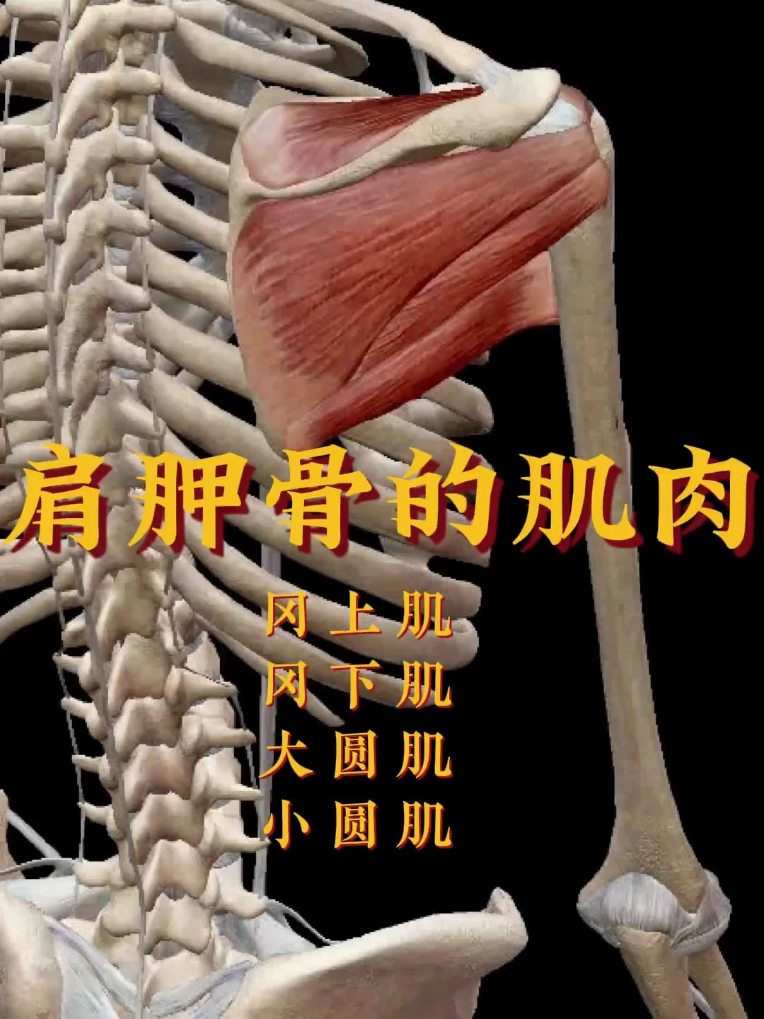 肩胛骨的肌肉有哪些?