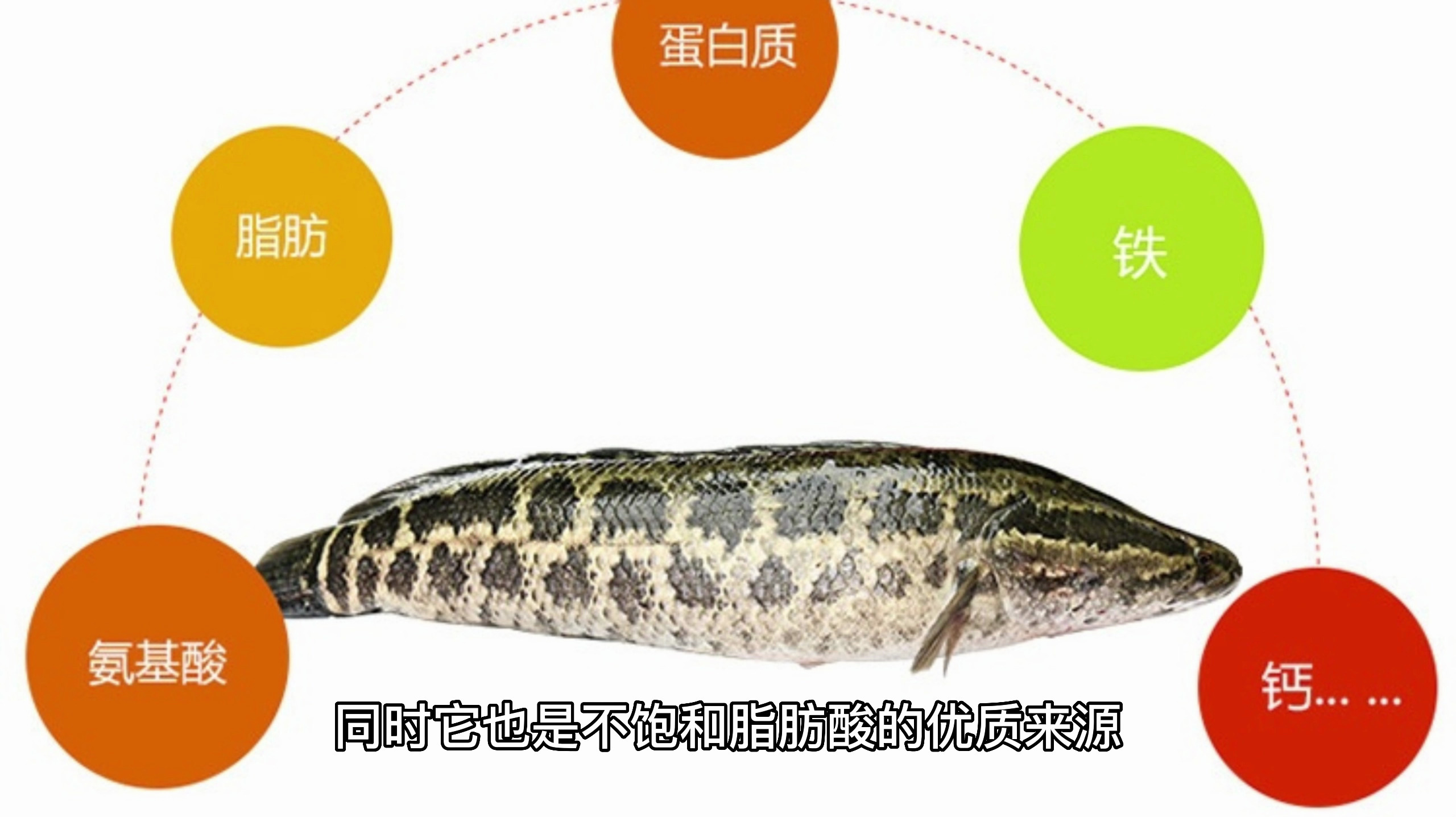 黑鱼营养价值及功效