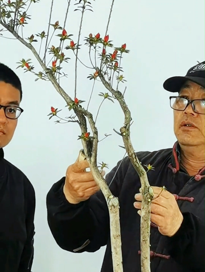 双杆的杜鹃文人树,看我如何徒手摘叶,修剪造型来锦上添花!-度小视