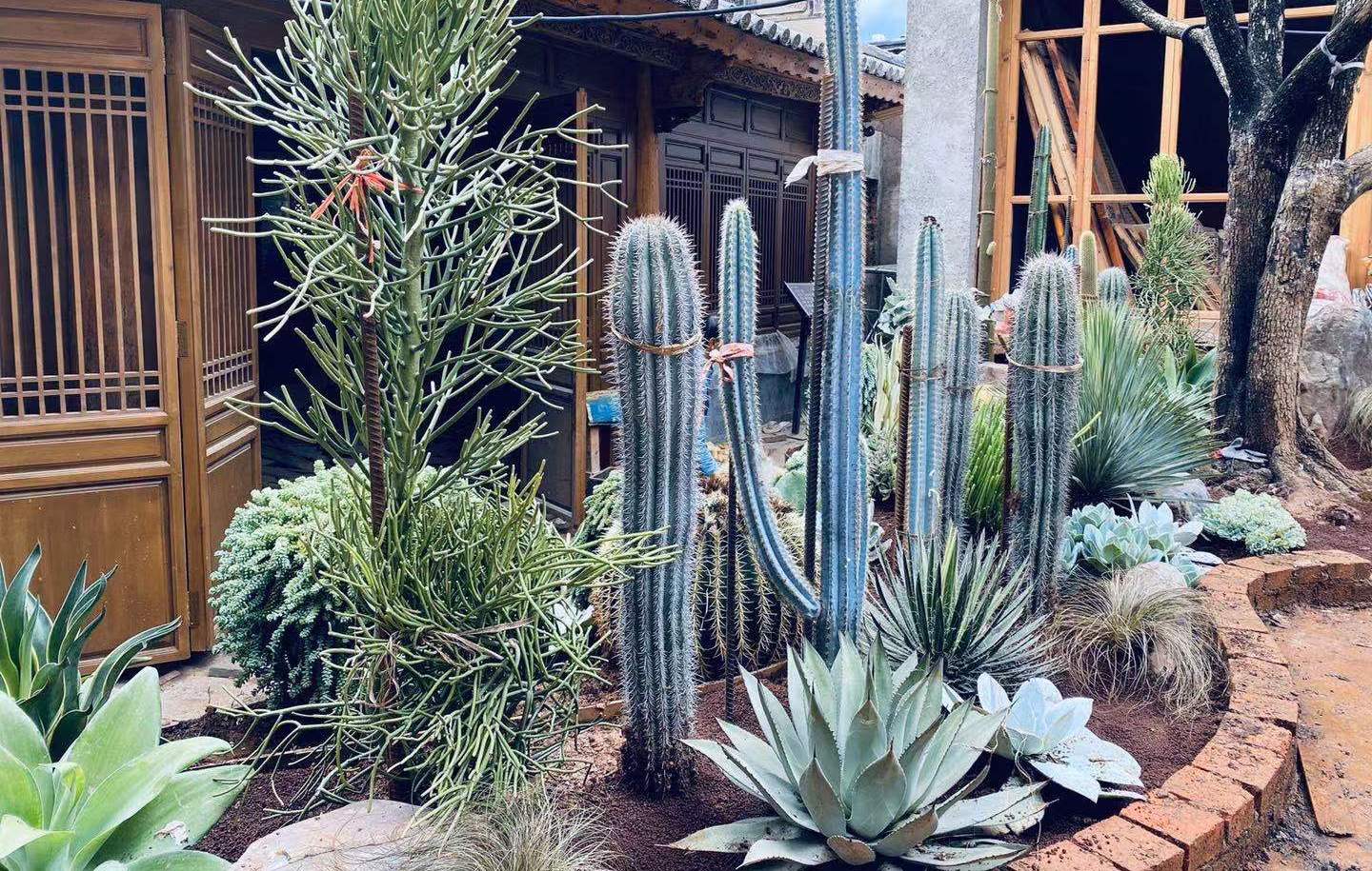 沙漠中的生命守护者:植物景观工程