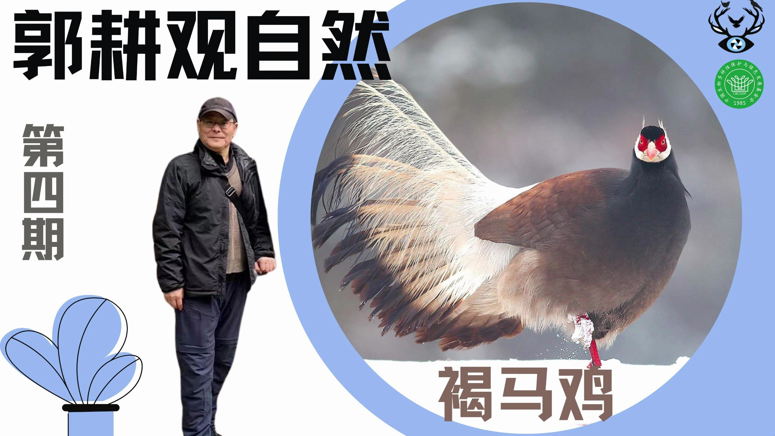 郭耕观自然(第四期)——珍稀鸟类“褐马鸡”|邻里生物多样性保护