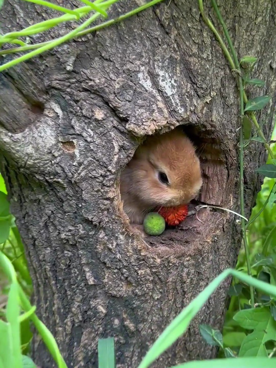 躲在树洞里的小兔子