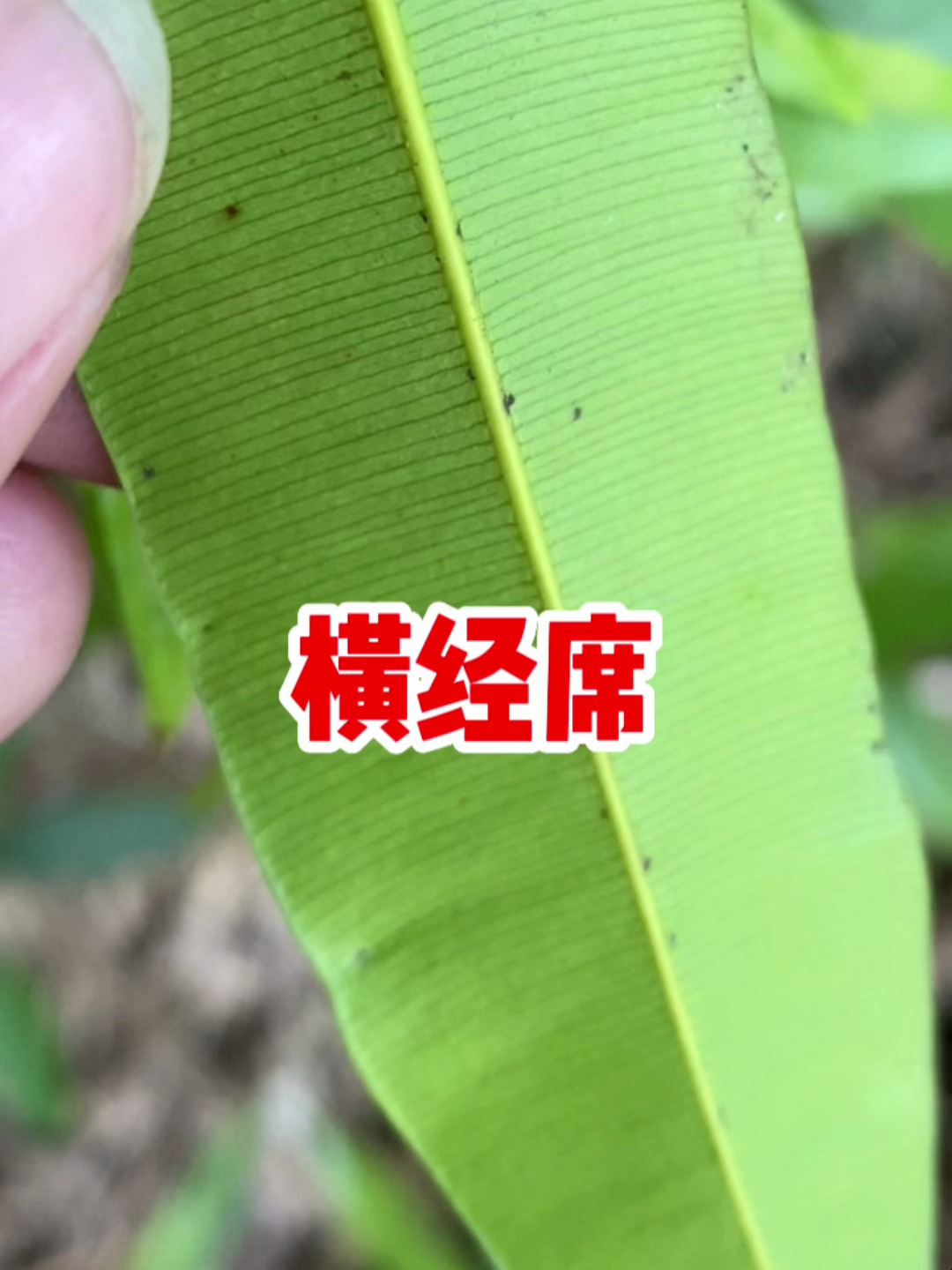 终于找到"横经席",看看你认识吗?