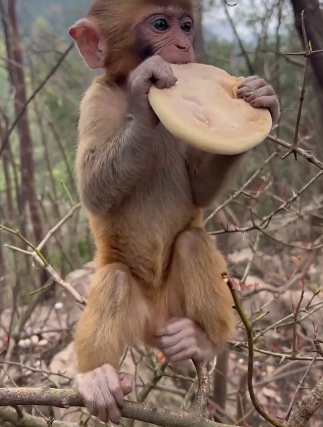 主人和小猴子一起吃饼干,仔细看它的动作,千万别笑!