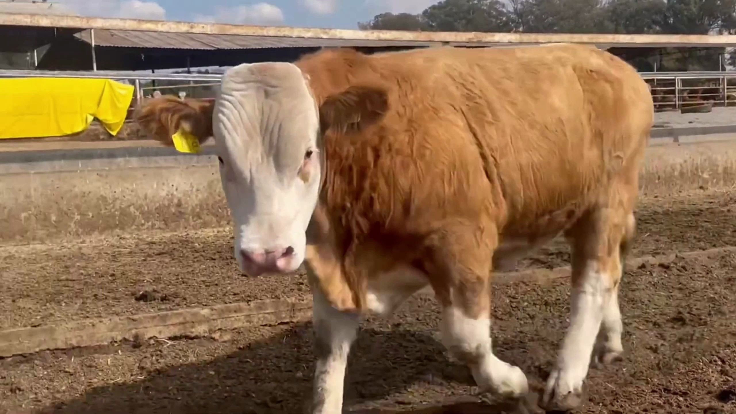 自新冠疫情爆发以来,牛肉出口也受到了较大的冲击,价格持续上涨