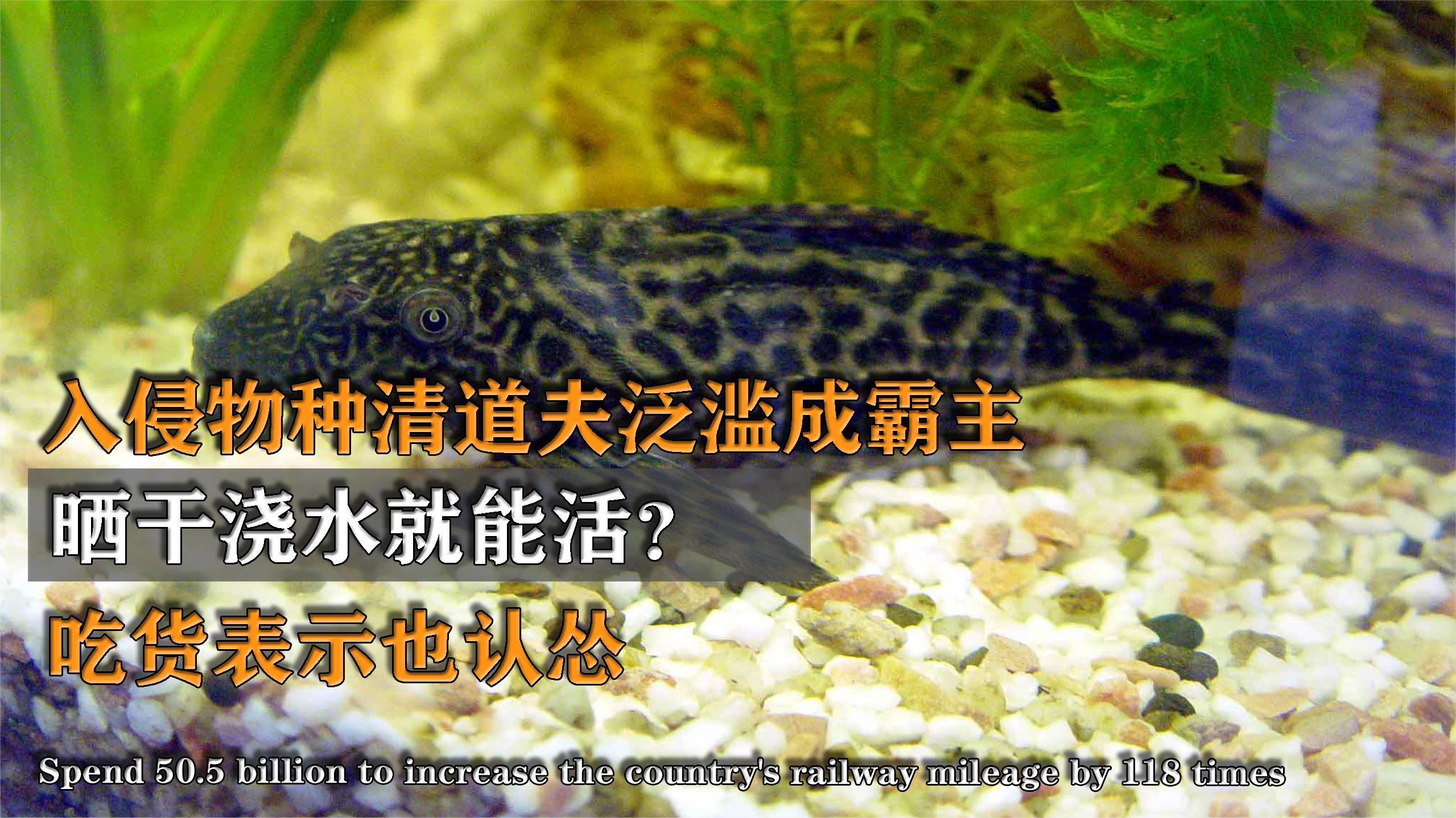 外来物种清道夫泛滥成霸主,晒干浇水就能活?