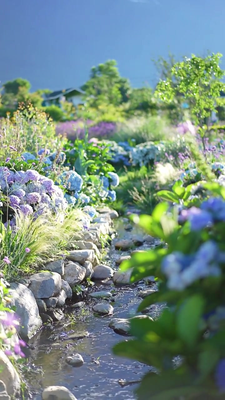 猫米花园有一条两边开满绣球花的小溪-度小视