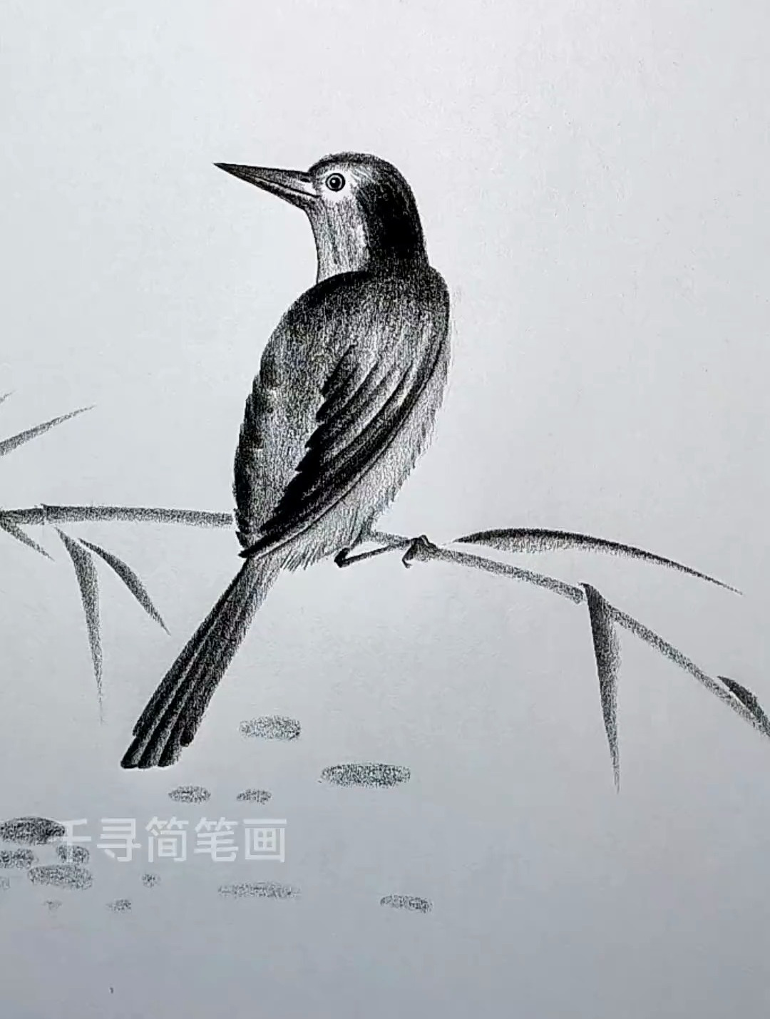 炭笔画 简单画小鸟零基础学画画 鸟的简单画法