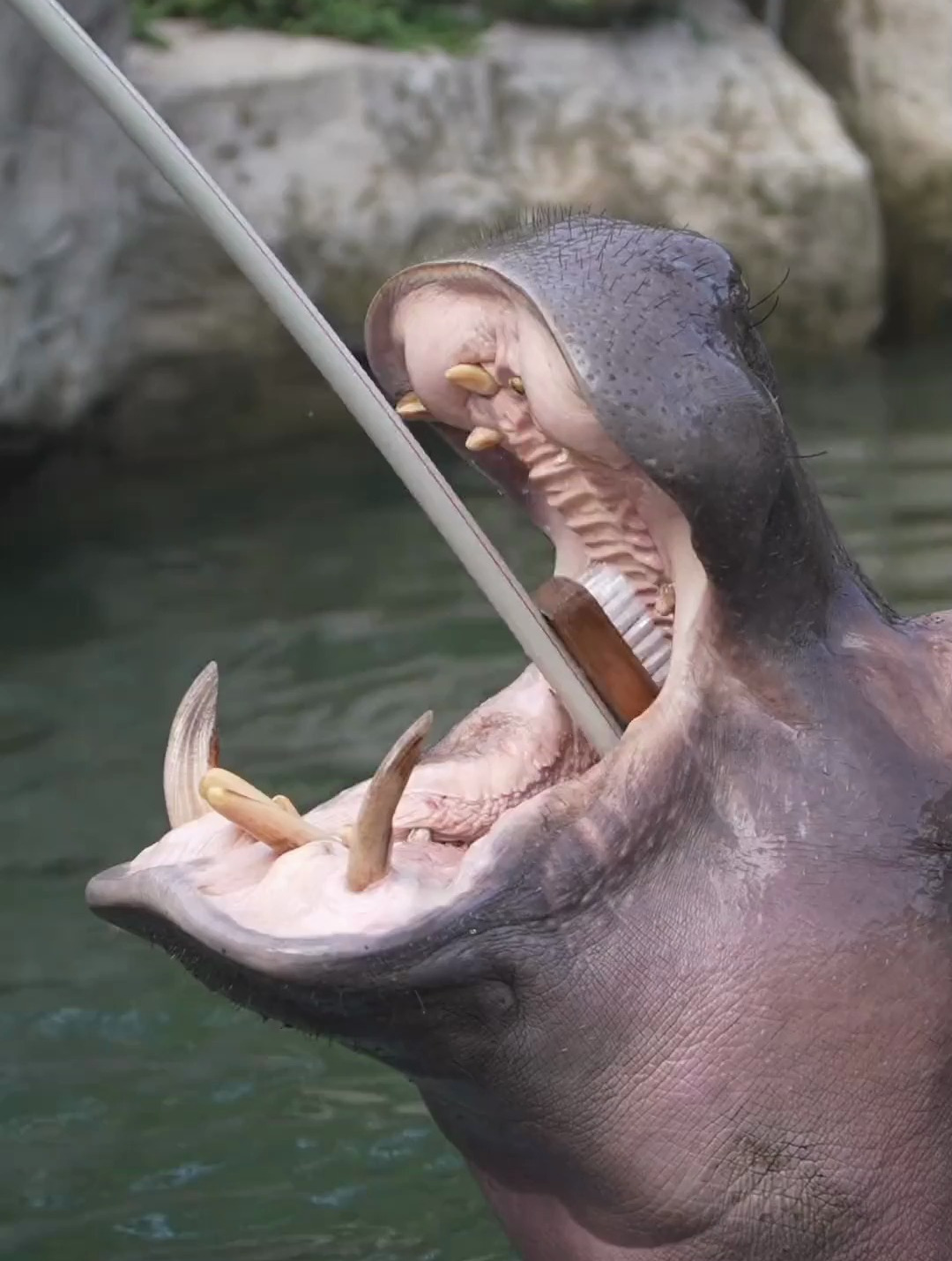 给河马刷牙是种什么体验?看到面前这一幕,太治愈