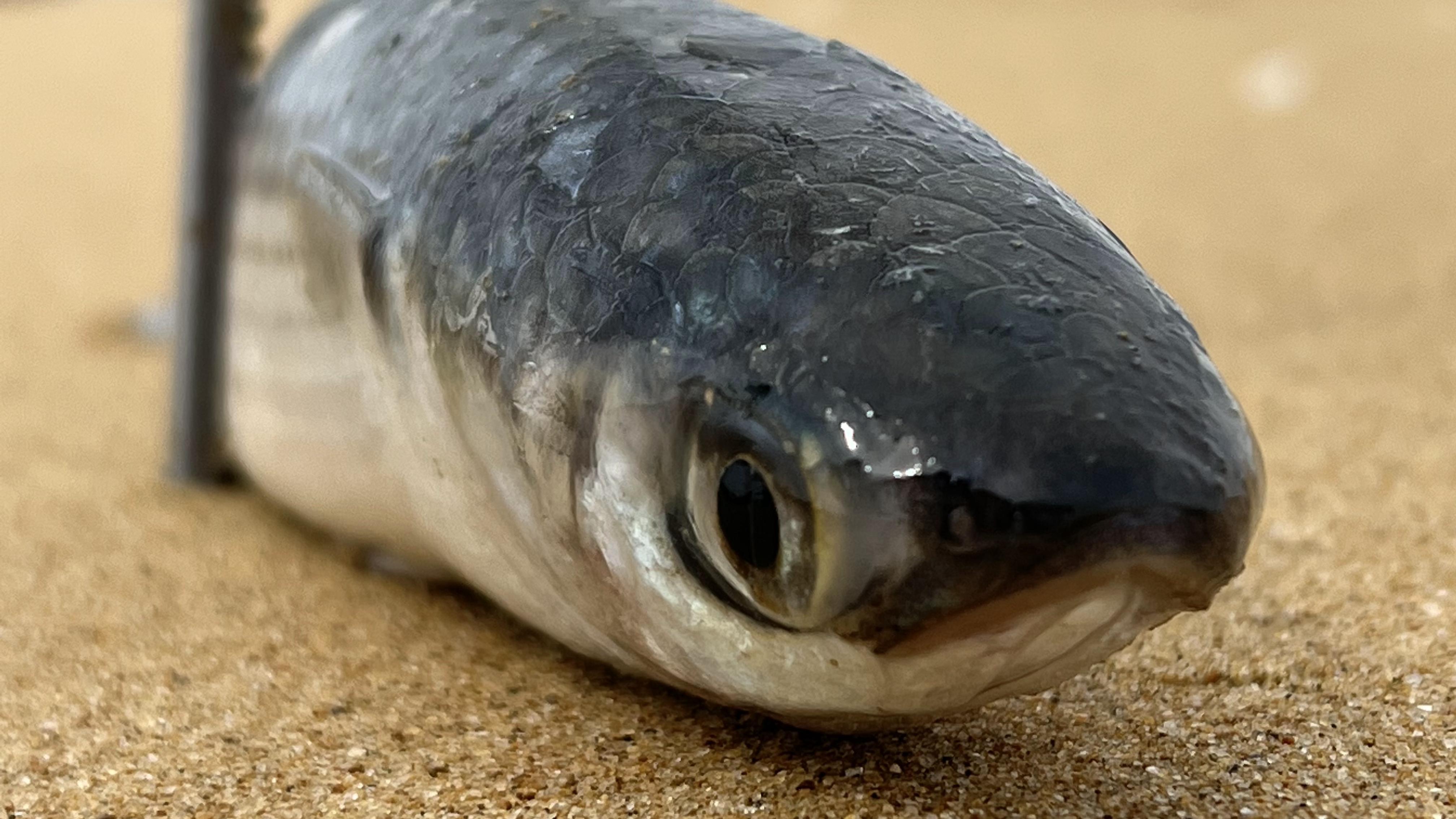 大齐赶海,发现用小夹子可以抓一大桶鱼,带回家晒成咸鱼