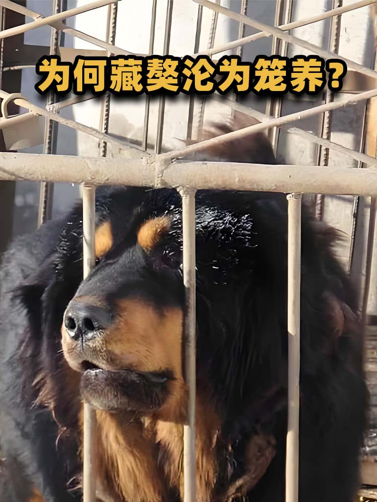 藏獒忠心为何咬死主人图片