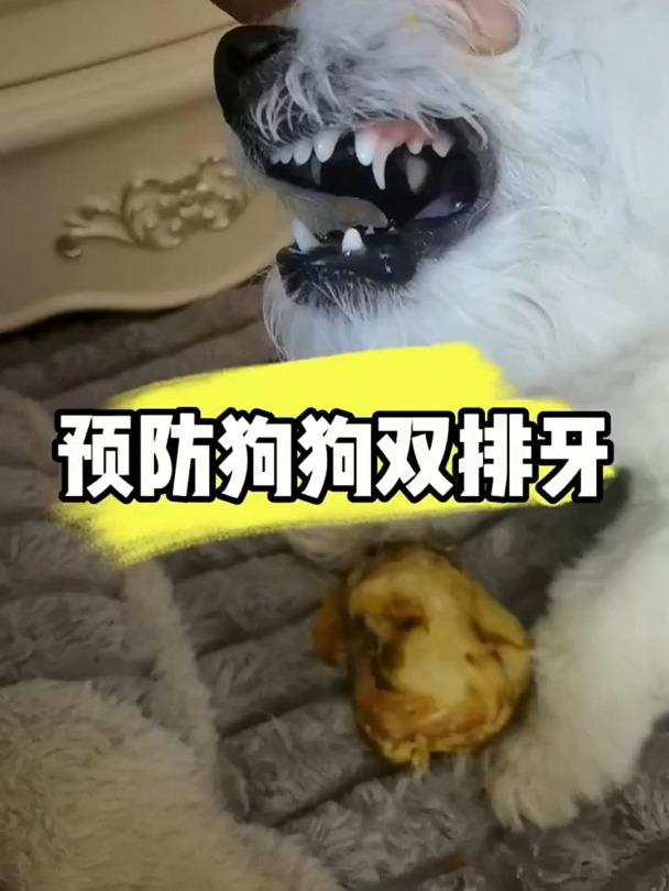 如果狗狗正在换牙期,或者经常拆家,就给他吃牛膝骨!